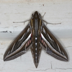 Hippotion celerio (Vine Hawk Moth) at Ainslie, ACT - 15 Mar 2021 by jbromilow50