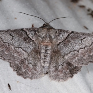 Hypobapta (genus) at Paddys River, ACT - 12 Mar 2021 08:19 PM