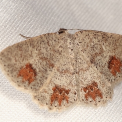 Casbia celidosema (A Geometer moth) at Paddys River, ACT - 12 Mar 2021 by kasiaaus