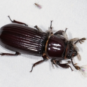 Aulacocyclus edentulus at Paddys River, ACT - 12 Mar 2021