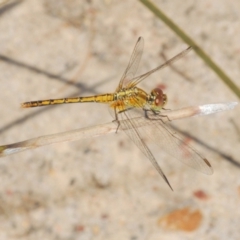 Diplacodes bipunctata (Wandering Percher) at Batehaven, NSW - 2 Mar 2021 by Harrisi