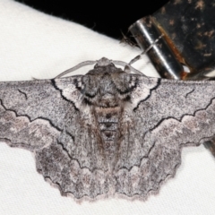 Hypobapta (genus) (A Geometer moth) at Paddys River, ACT - 12 Mar 2021 by kasiaaus