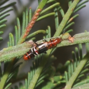 Carphurus sp. (genus) at Bruce, ACT - 8 Mar 2021