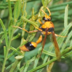 Delta bicinctum at Bruce, ACT - 8 Mar 2021