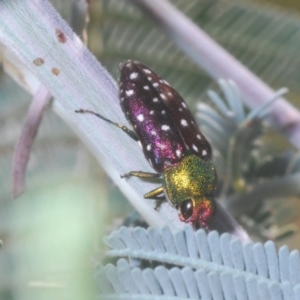 Diphucrania leucosticta at Holt, ACT - 10 Mar 2021