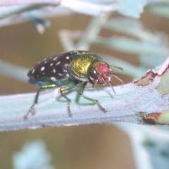 Diphucrania leucosticta at Holt, ACT - 10 Mar 2021