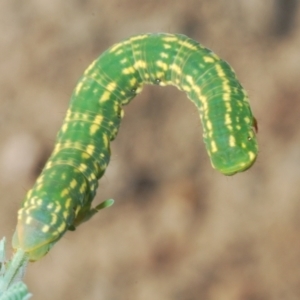 Capusa senilis at Holt, ACT - 10 Mar 2021