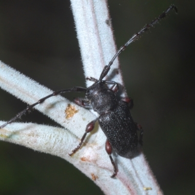 Ancita sp. (genus) (Longicorn or longhorn beetle) at Weetangera, ACT - 12 Mar 2021 by Harrisi