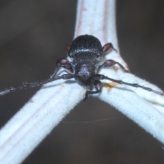 Ancita sp. (genus) at Weetangera, ACT - 12 Mar 2021