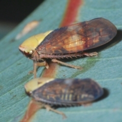 Brunotartessus fulvus (Yellow-headed Leafhopper) at Weetangera, ACT - 12 Mar 2021 by Harrisi