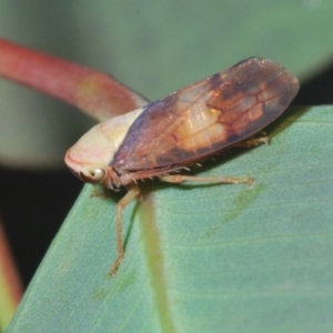 Brunotartessus fulvus at Weetangera, ACT - 12 Mar 2021