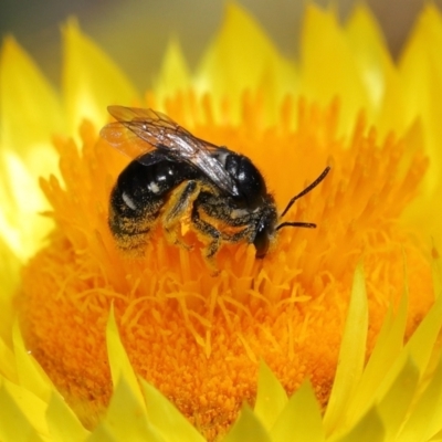 Lipotriches (Austronomia) ferricauda (Halictid bee) at Acton, ACT - 21 Feb 2021 by TimL