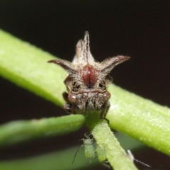 Acanthuchus trispinifer (Three-horned treehopper) at Downer, ACT - 14 Mar 2021 by TimL