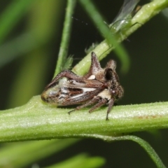 Acanthuchus trispinifer at Downer, ACT - 14 Mar 2021