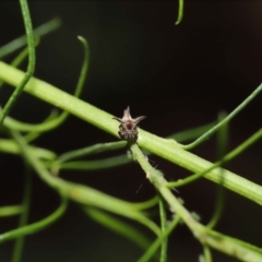 Acanthuchus trispinifer at Downer, ACT - 14 Mar 2021