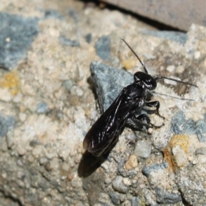 Crabroninae (subfamily) at Kaleen, ACT - 15 Mar 2021 11:32 AM