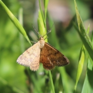 Scopula rubraria at Kaleen, ACT - 15 Mar 2021