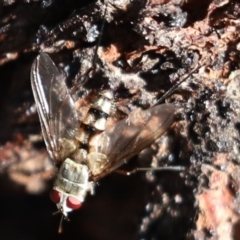 Prosena sp. (genus) (A bristle fly) at Cook, ACT - 15 Mar 2021 by Tammy