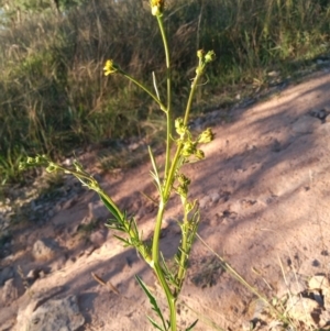 Bidens subalternans at Kambah, ACT - 15 Mar 2021