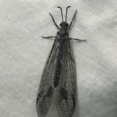 Austrogymnocnemia bipunctata (Antlion) at Cook, ACT - 15 Mar 2021 by MattFox