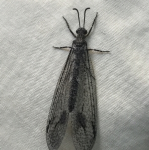 Austrogymnocnemia bipunctata at Cook, ACT - 16 Mar 2021