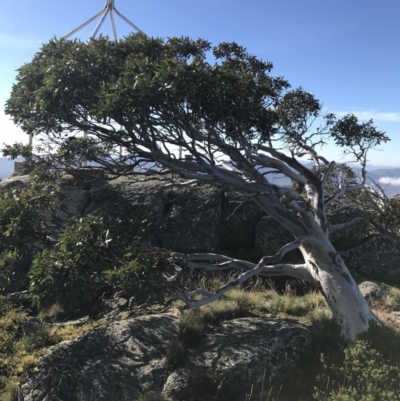 Eucalyptus pauciflora (A Snow Gum) at Cotter River, ACT - 6 Mar 2021 by Tapirlord