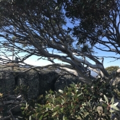 Eucalyptus pauciflora at Namadgi National Park - 7 Mar 2021