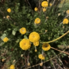 Leptorhynchos squamatus subsp. alpinus (Scaly Buttons) at Cotter River, ACT - 6 Mar 2021 by Tapirlord