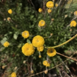 Leptorhynchos squamatus subsp. alpinus at Cotter River, ACT - 7 Mar 2021