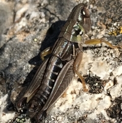 Kosciuscola cuneatus (A grasshopper) at Cotter River, ACT - 7 Mar 2021 by Tapirlord