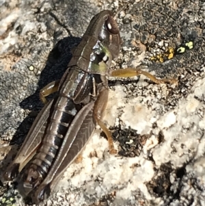 Kosciuscola cuneatus at Cotter River, ACT - 7 Mar 2021