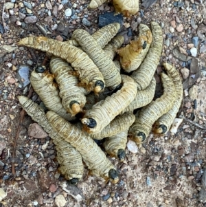 Pseudoperga sp. (genus) at Bungendore, NSW - 15 Mar 2021