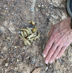 Pseudoperga sp. (genus) at Bungendore, NSW - 15 Mar 2021