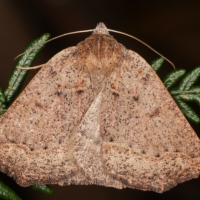 Androchela newmannaria (Newman's Cape-moth) at Paddys River, ACT - 12 Mar 2021 by kasiaaus