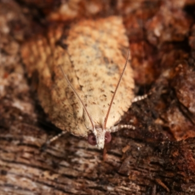 Anisogona similana (A tortrix moth) at Paddys River, ACT - 12 Mar 2021 by kasiaaus