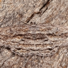 Scioglyptis chionomera (Grey Patch Bark Moth) at Paddys River, ACT - 12 Mar 2021 by kasiaaus