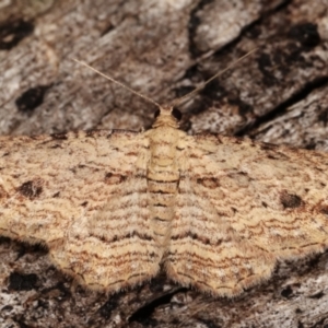 Xanthorhoe anaspila at Paddys River, ACT - 12 Mar 2021