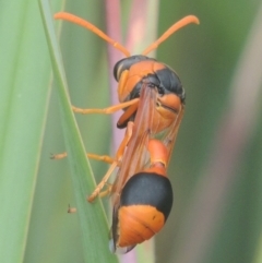 Delta bicinctum (Potter wasp) at Pollinator-friendly garden Conder - 4 Jan 2021 by michaelb