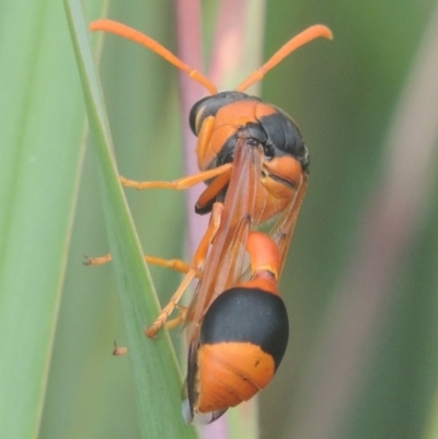 Delta bicinctum (Potter wasp) at Conder, ACT - 4 Jan 2021 by michaelb