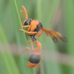 Delta bicinctum at Conder, ACT - 4 Jan 2021