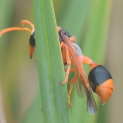 Delta bicinctum at Conder, ACT - 4 Jan 2021