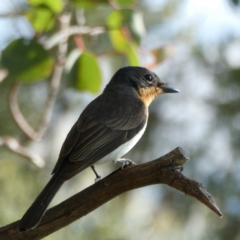 Myiagra rubecula (Leaden Flycatcher) at Wandiyali-Environa Conservation Area - 10 Mar 2021 by Wandiyali