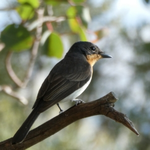 Myiagra rubecula at Googong, NSW - 10 Mar 2021