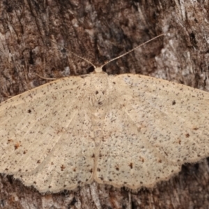 Casbia tanaoctena at Paddys River, ACT - 12 Mar 2021