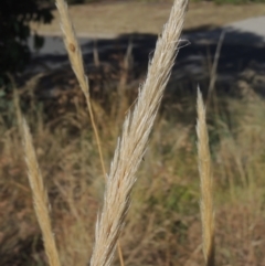 Austrostipa densiflora (Foxtail Speargrass) at Conder, ACT - 20 Jan 2021 by michaelb