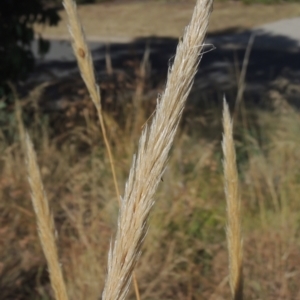 Austrostipa densiflora at Conder, ACT - 21 Jan 2021 10:48 AM