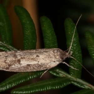 Palimmeces undescribed species nr hemiphanes at Paddys River, ACT - 12 Mar 2021