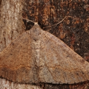 Casbia tetramera at Paddys River, ACT - 12 Mar 2021