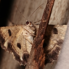 Scioglyptis lyciaria (White-patch Bark Moth) at Paddys River, ACT - 12 Mar 2021 by kasiaaus