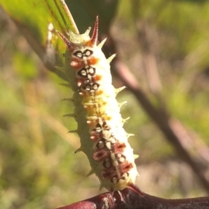 Doratifera quadriguttata at Farrer, ACT - 15 Mar 2021